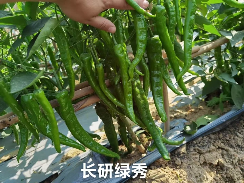长研绿秀辣椒种子中早熟口感型牛角椒种子皱皮牛角辣味中等