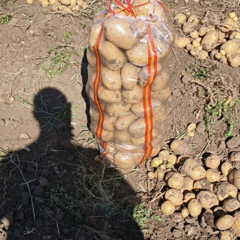 龙单一土豆