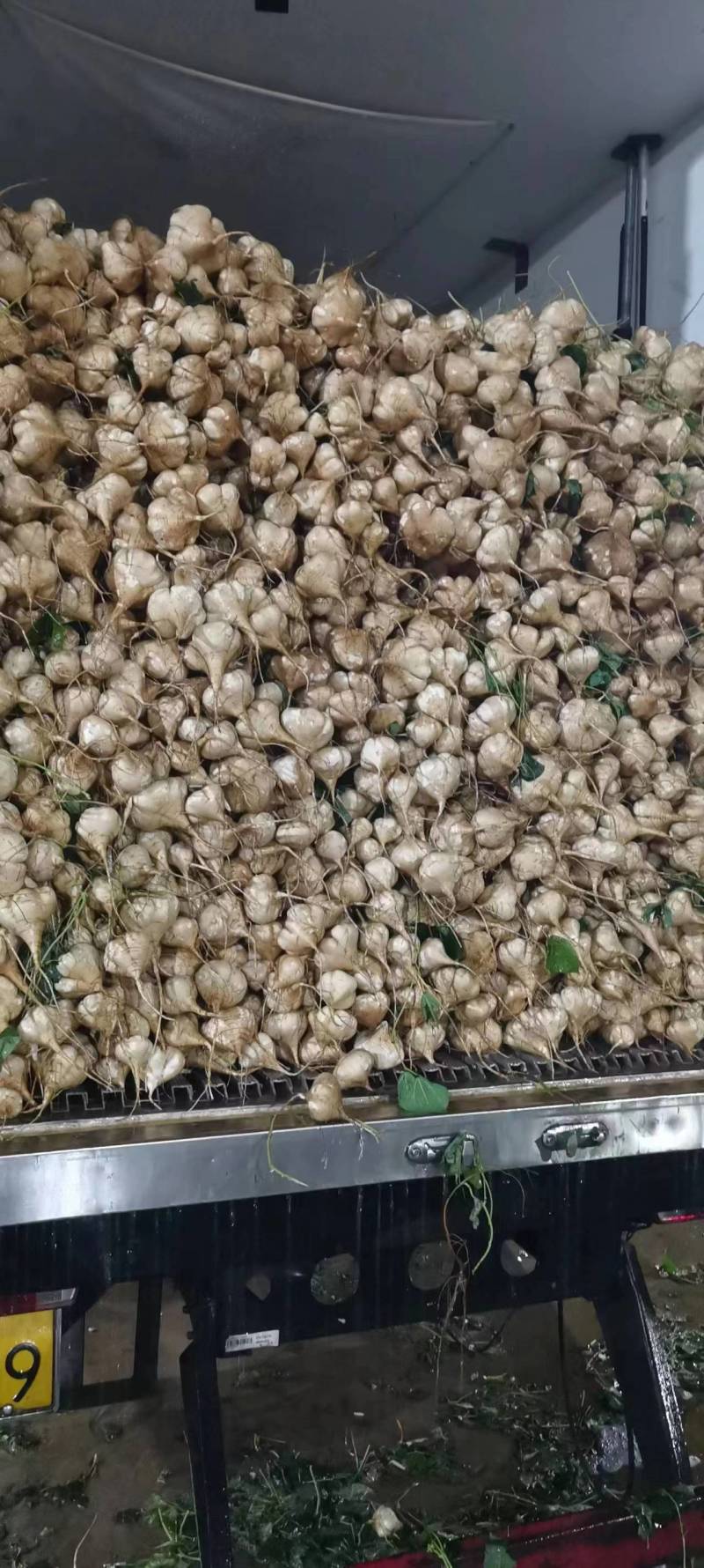 地瓜凉薯