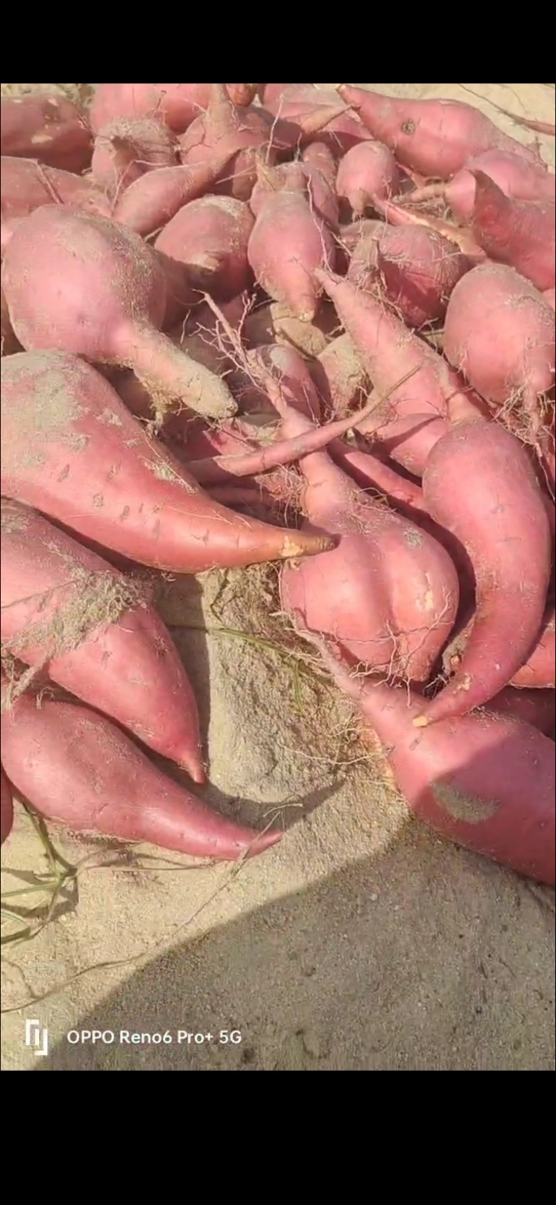 红薯