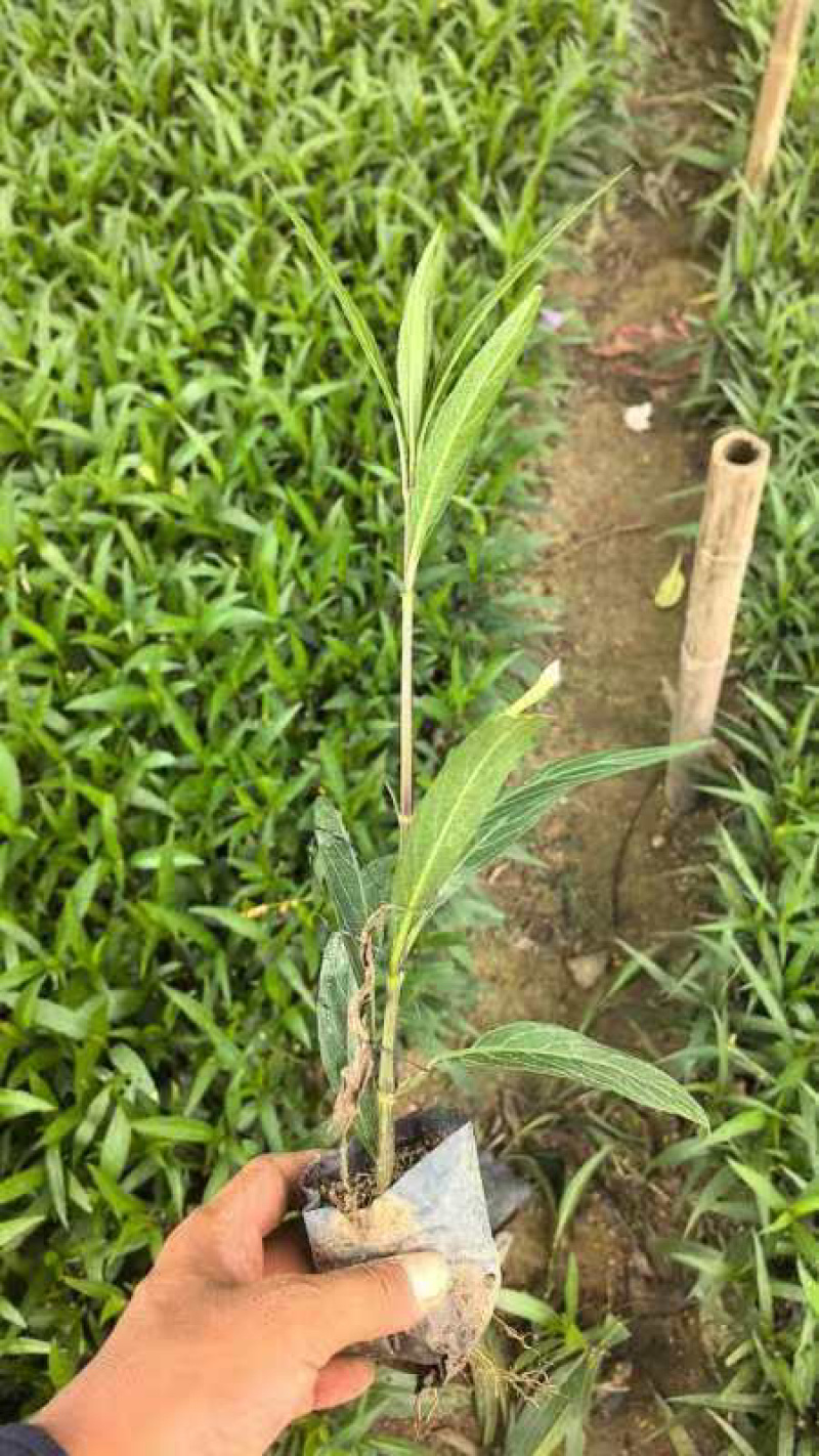 紫花翠芦莉小杯中杯基地直销质量优质