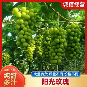阳光玫瑰价格不贵大量有货，质量不同价格不同