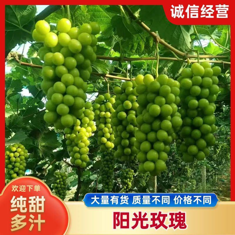 阳光玫瑰价格不贵大量有货，质量不同价格不同