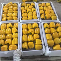 精品彩椒