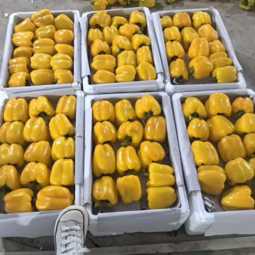 精品彩椒