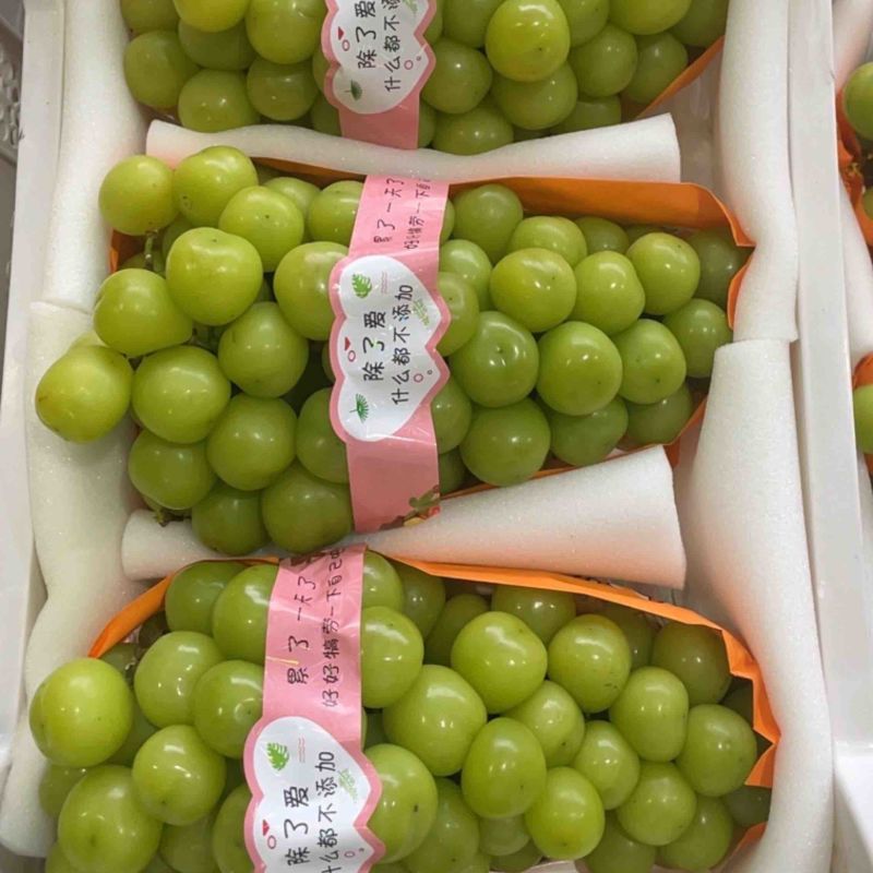 阳光玫瑰