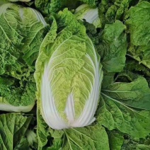 精品黄心大白菜