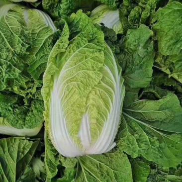 精品黄心大白菜