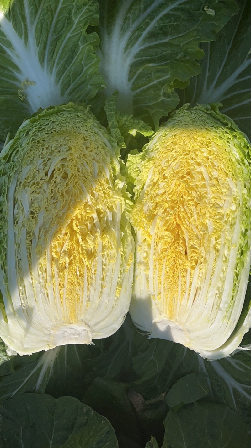 精品黄心大白菜