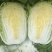 精品黄心大白菜