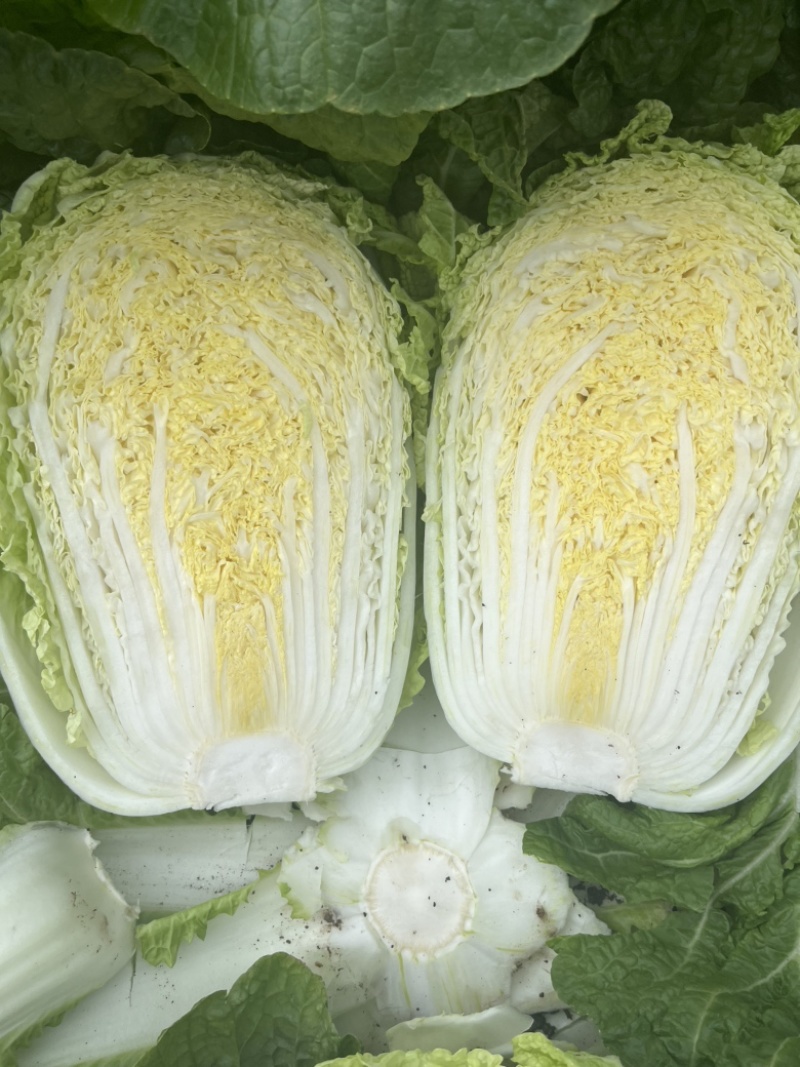 精品黄心大白菜