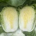 精品黄心大白菜
