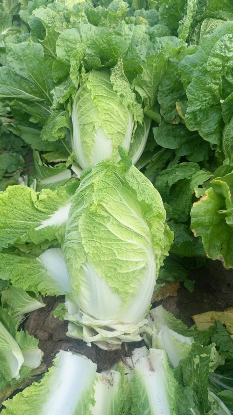 精品黄心大白菜