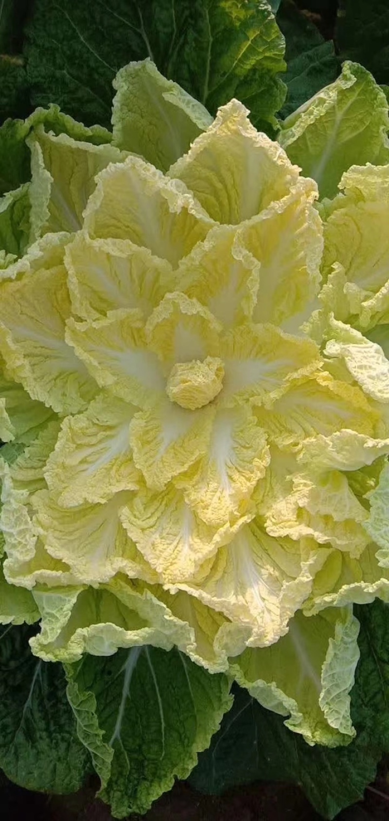 精品黄心大白菜