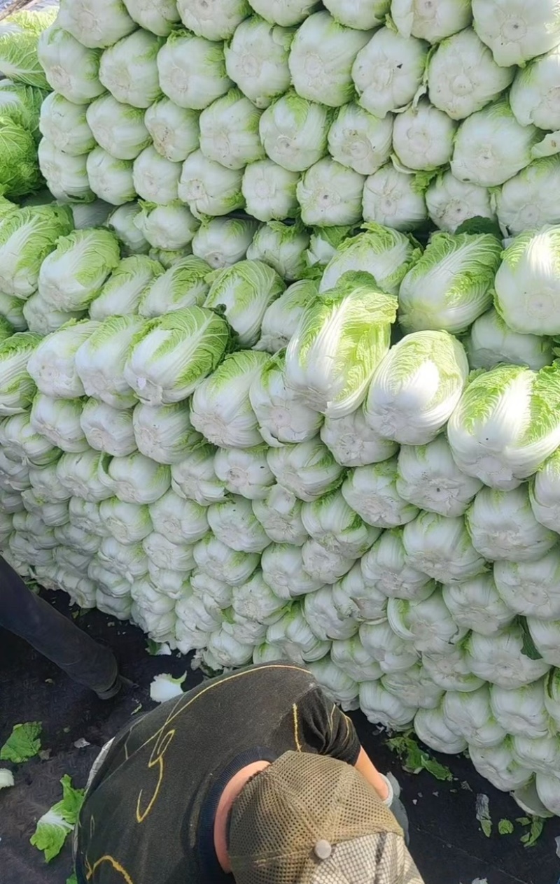 精品黄心大白菜