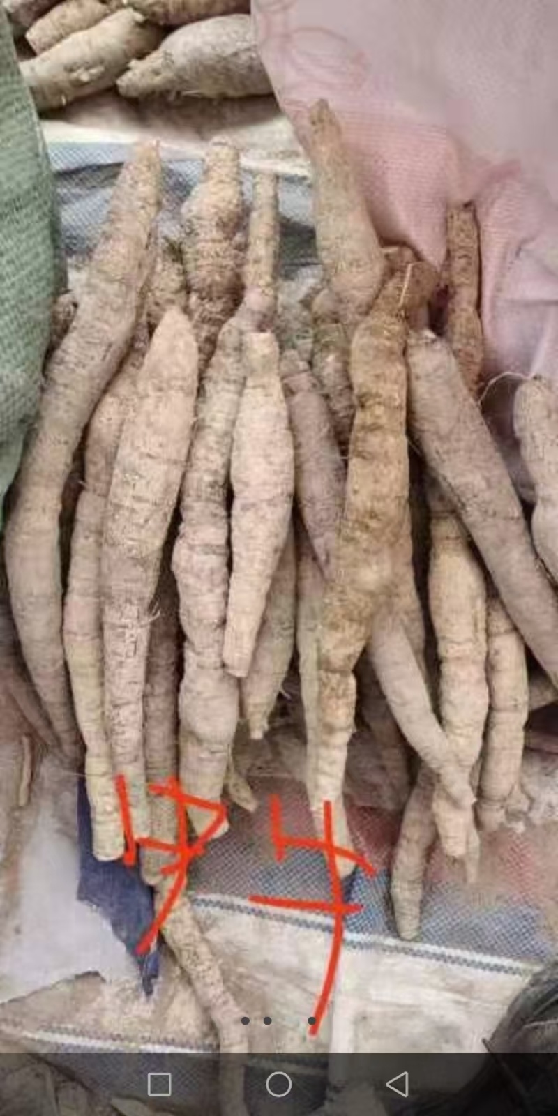 十多年的牛大力，野生原生态好货，看上的联系