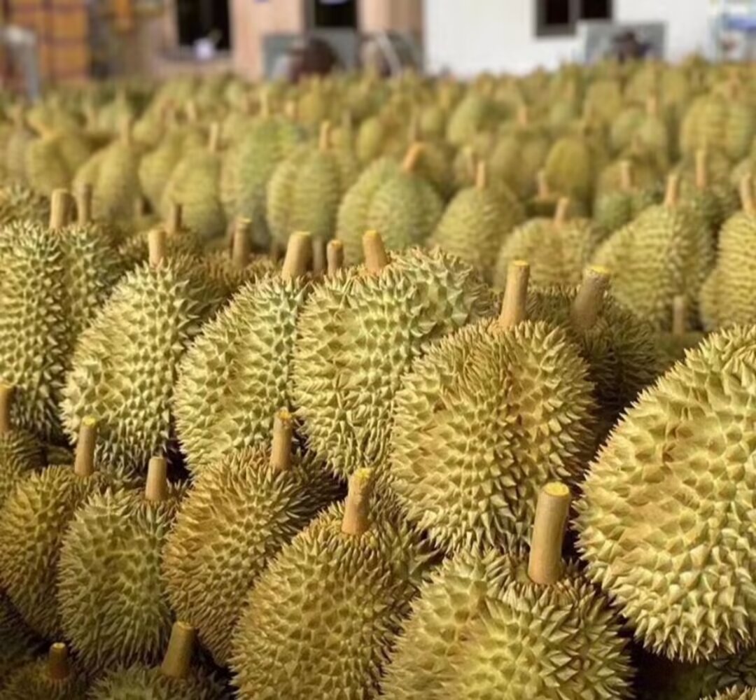 金枕头榴莲整体外观