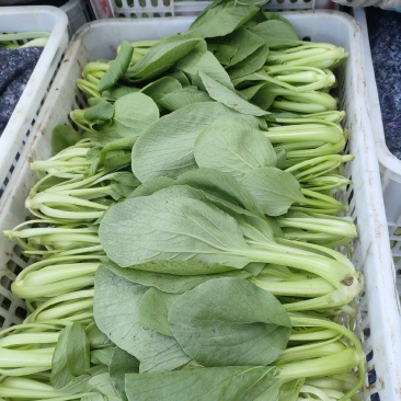 小青菜