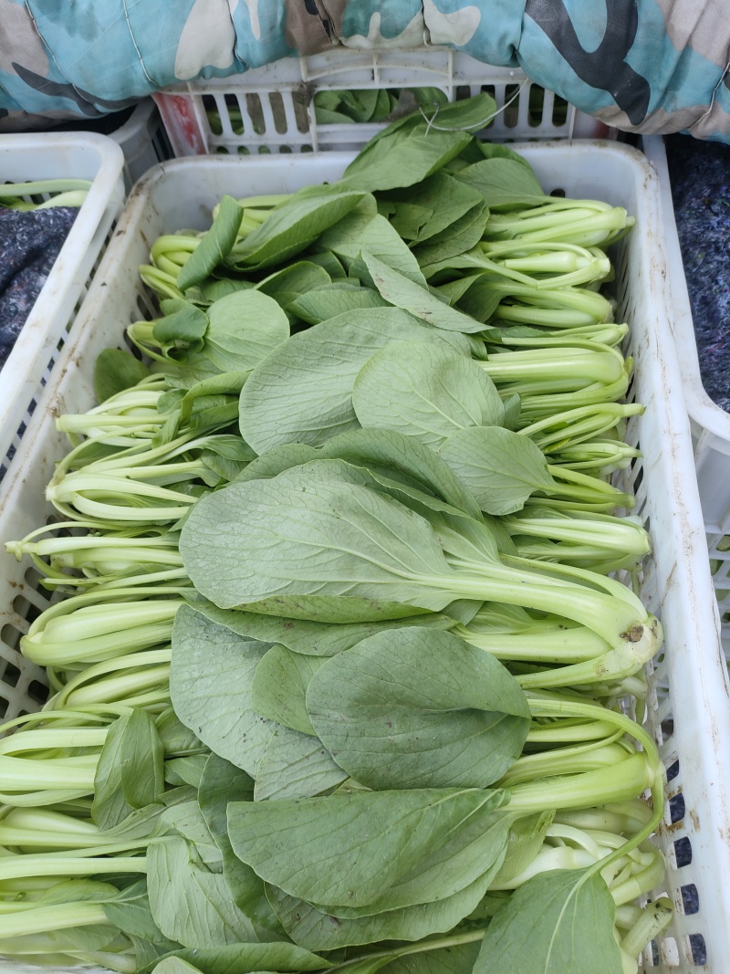 小青菜