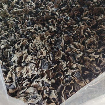 湖北房县黑木耳干货大量货源价格优惠欢迎订购