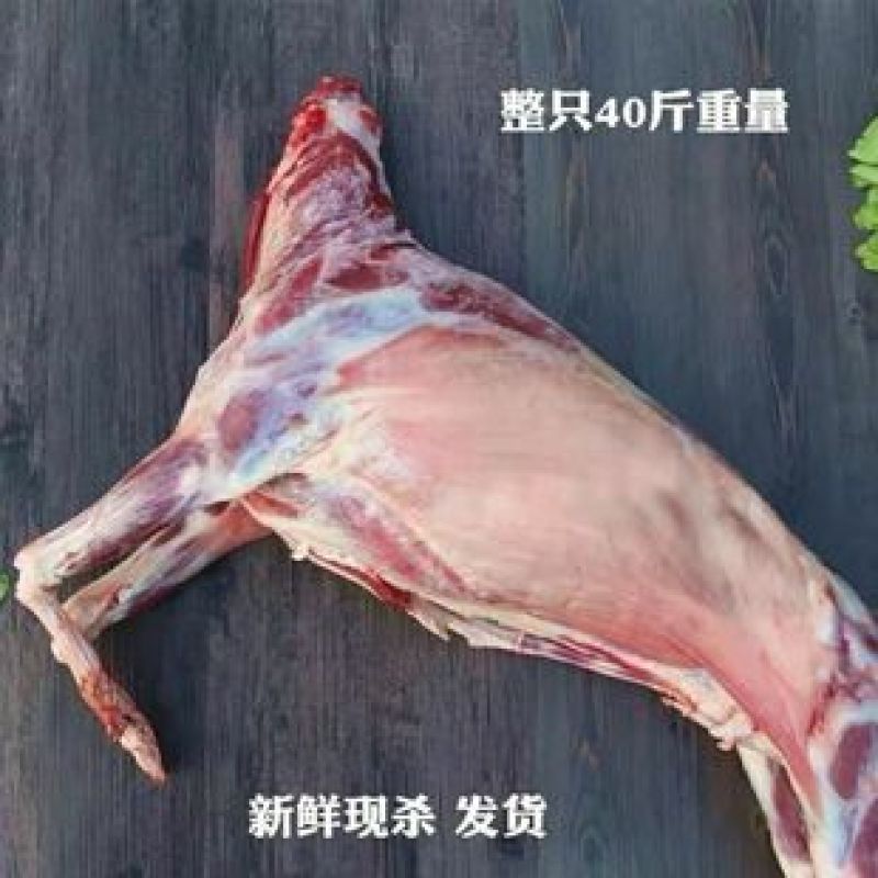 鲜活羊肉羊白条羊胴体羊腔子现宰现杀精品草羊
