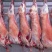 鲜活羊肉羊白条羊胴体羊腔子现宰现杀精品草羊