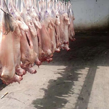 鲜活羊肉羊白条羊胴体羊腔子现宰现杀精品草羊