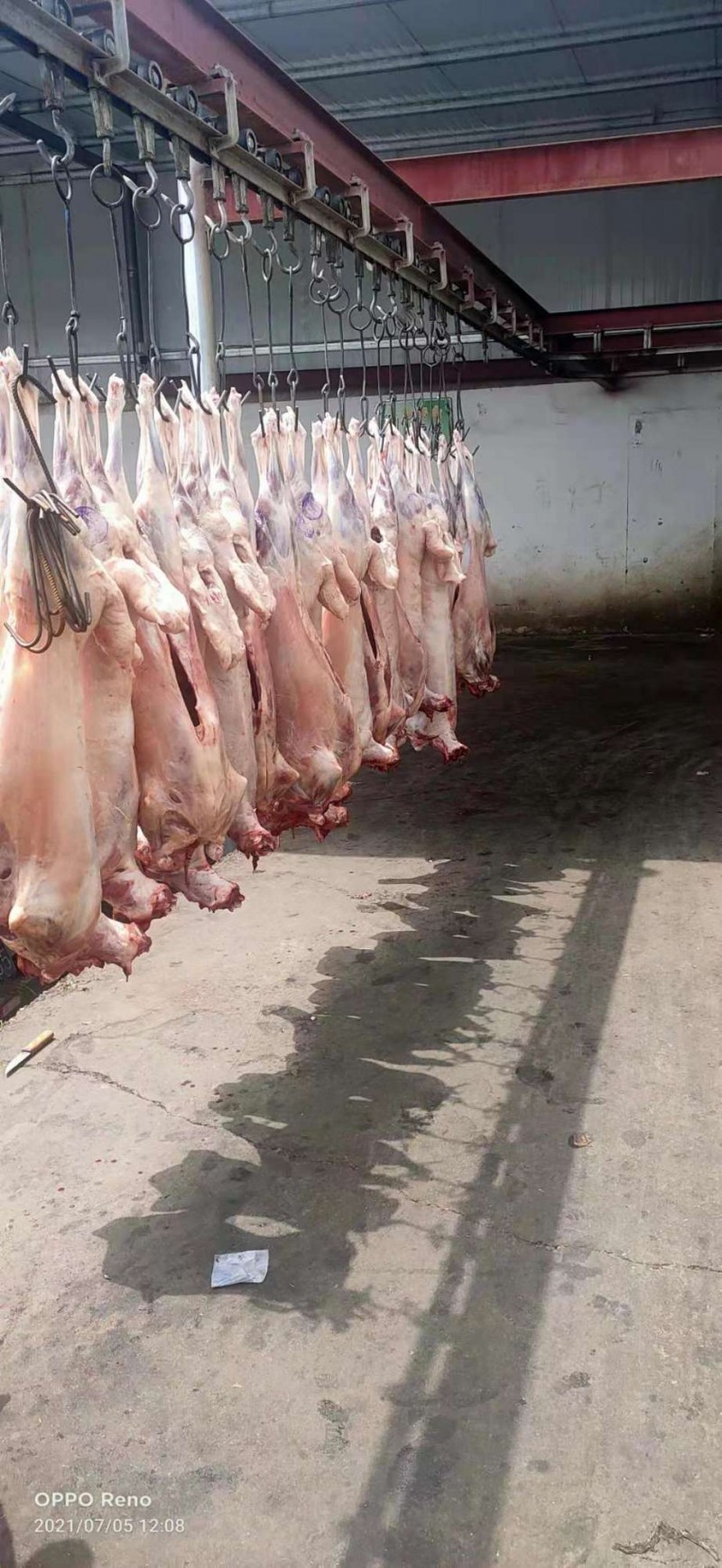 鲜活羊肉羊白条羊胴体羊腔子现宰现杀精品草羊