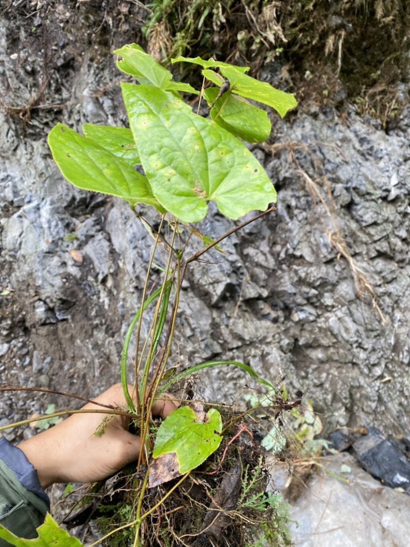 野生淫羊藿，大量有货，需要的联系
