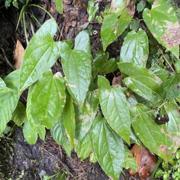 野生淫羊藿，大量有货，需要的联系