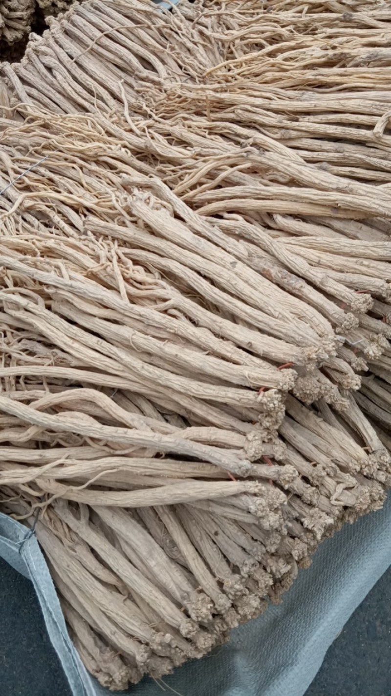 白条特大党参