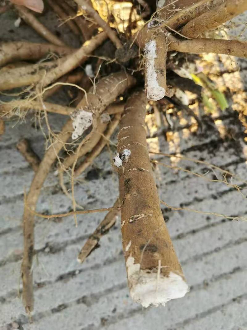五年精品赤芍出售