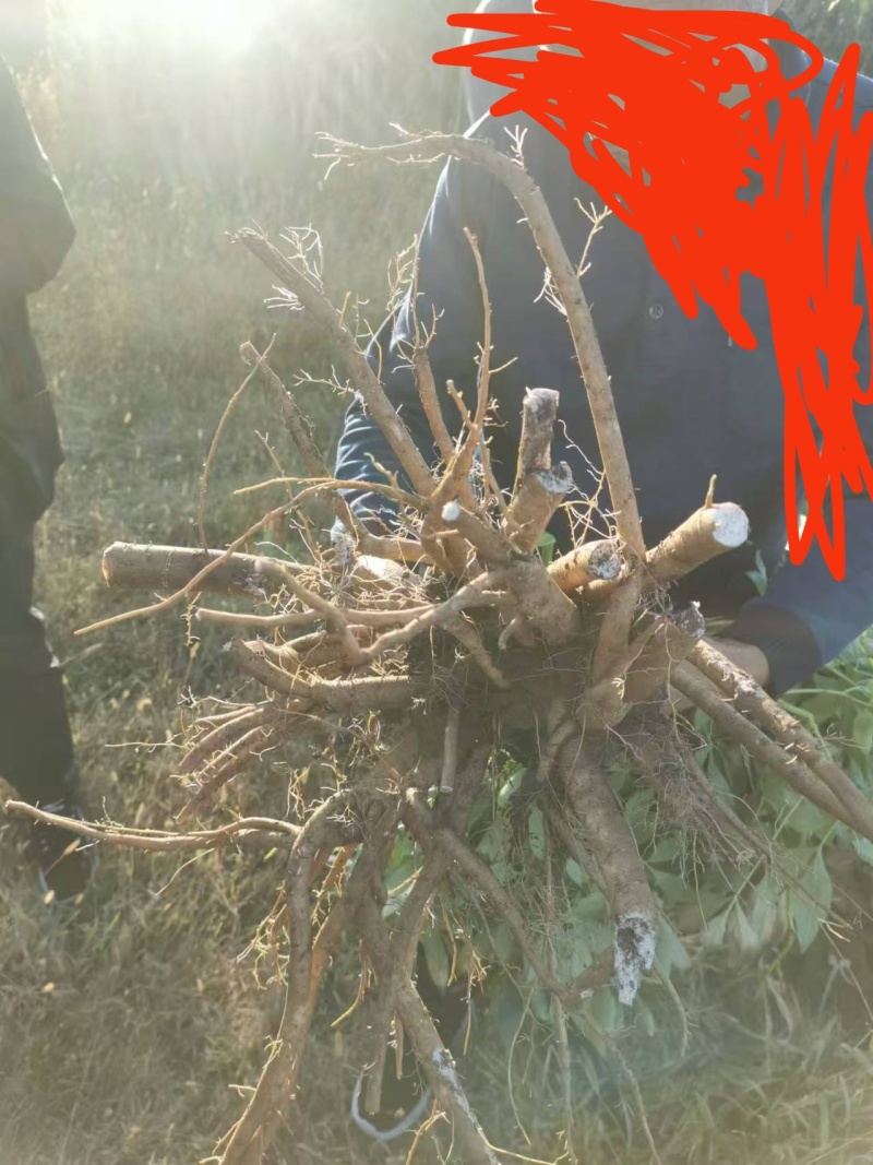 五年精品赤芍出售