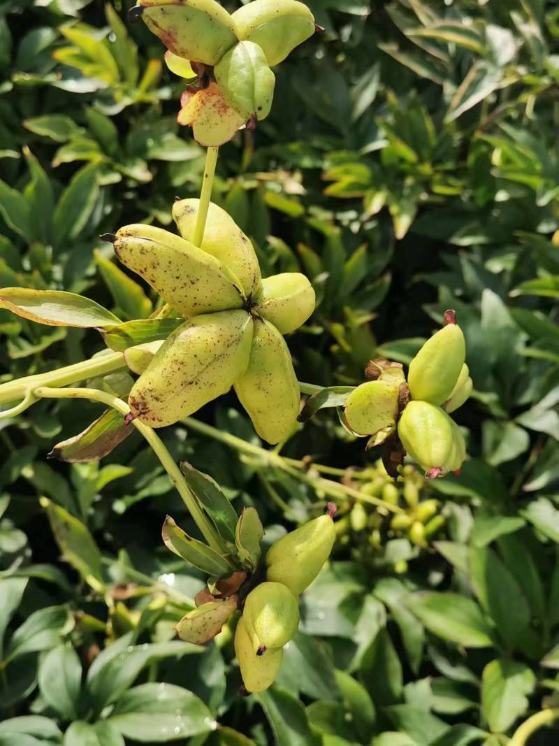 五年精品赤芍出售