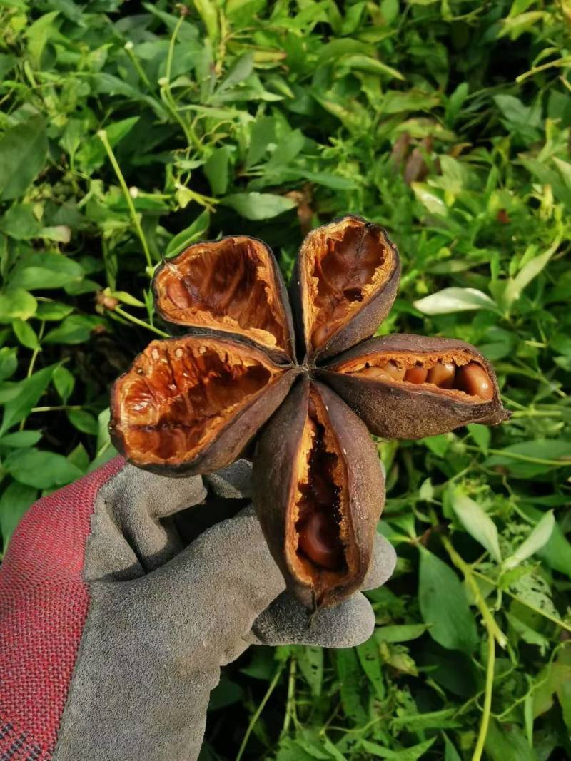 五年精品赤芍出售