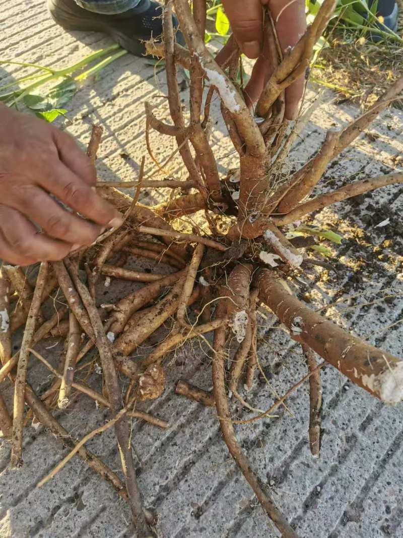 五年精品赤芍出售