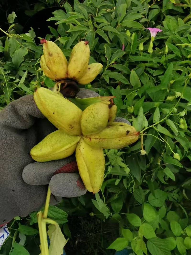 五年精品赤芍出售