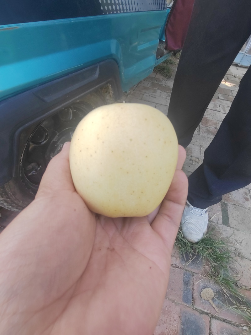 维纳斯黄金