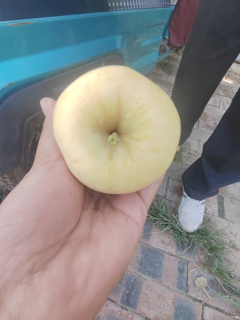 维纳斯黄金