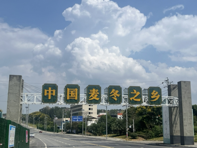 四川三台县麦冬特级无硫天然麦冬，产地直销，可零售，批发！