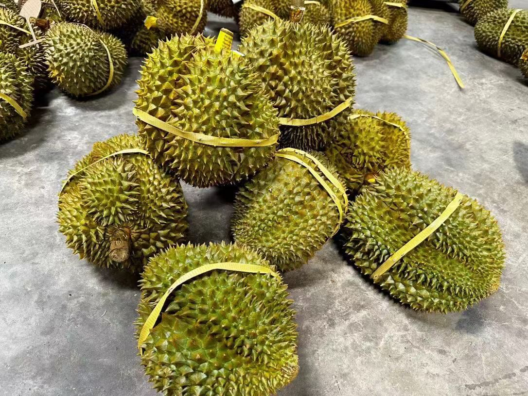 成熟的金枕榴莲果实特写,展示其标志性金黄色果肉与厚实瓣状结构,周围环境呈现东南亚热带种植园风貌 金黄色的金枕榴莲切开后露出饱满果肉,周围摆放着新鲜的果瓣和整颗带刺外壳的榴莲,背景为热带果园