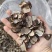 黑松露新货干货纯野生菌价格实惠有意者联系