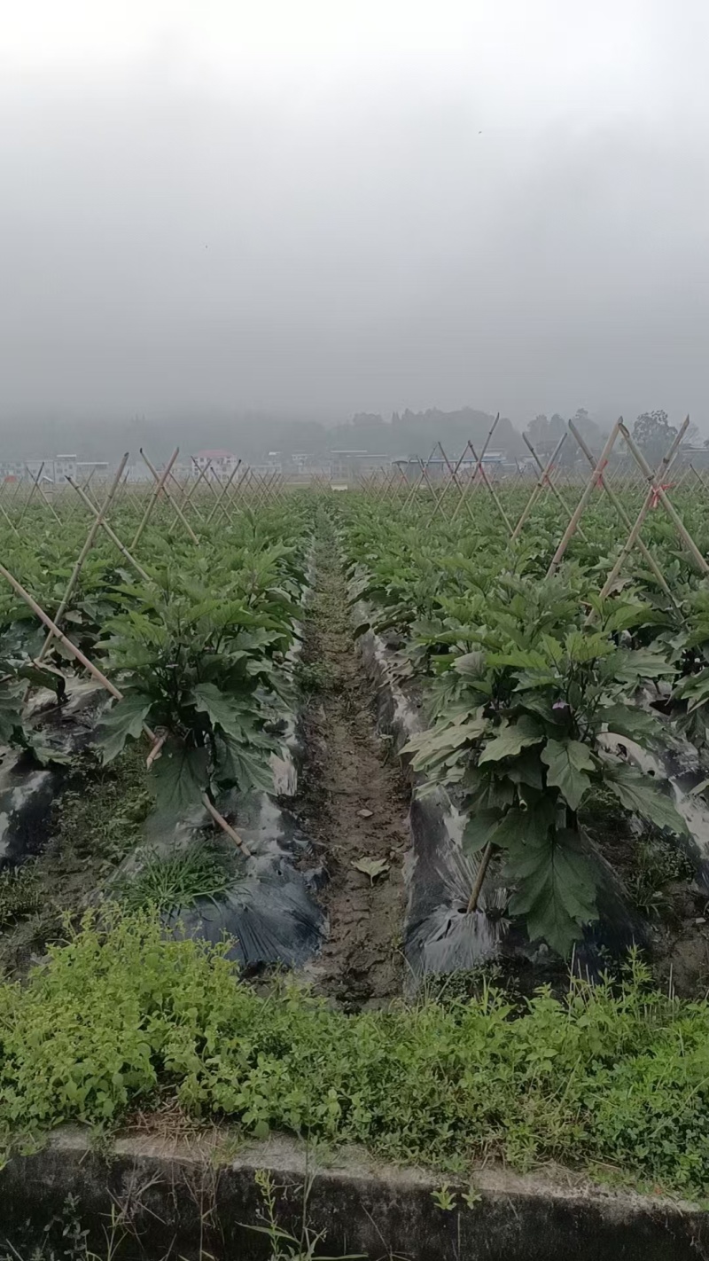 茄子