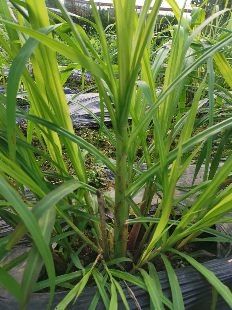 正宗高产量牧草，金银草种节，产量高，易存活，可过冬。