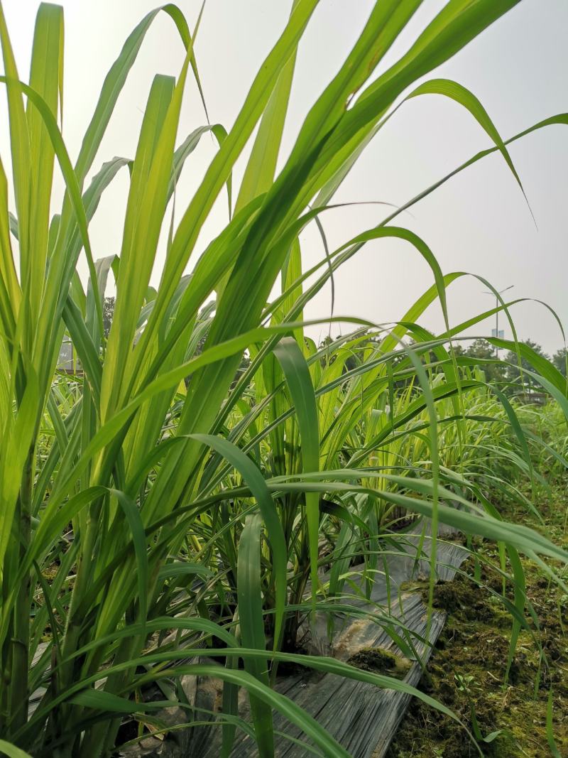 正宗高产量牧草，金银草种节，产量高，易存活，可过冬。