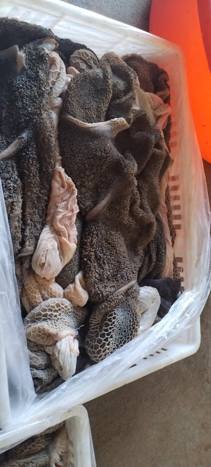 毛羊肚纯干无水有要的老板联系