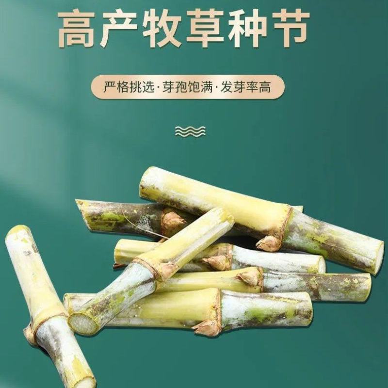 正宗高产量牧草，金银草种节，产量高，易存活，可过冬。