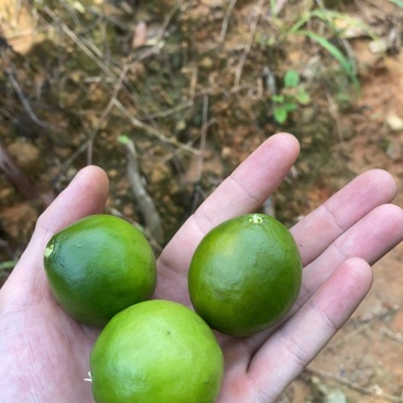 屈头鸡