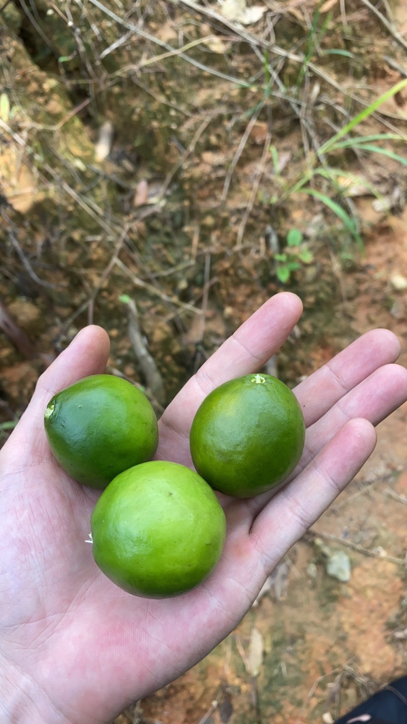 屈头鸡