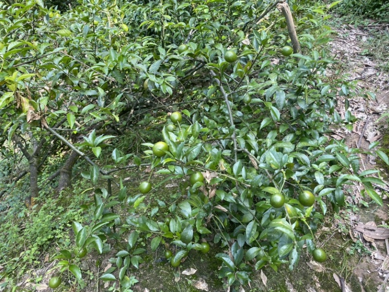 屈头鸡